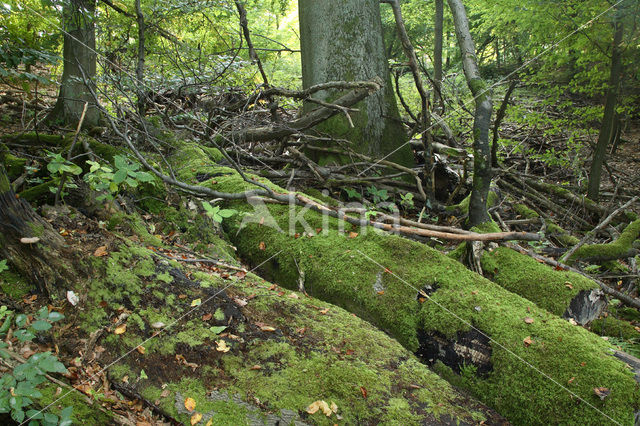 Beuk (Fagus spec.)