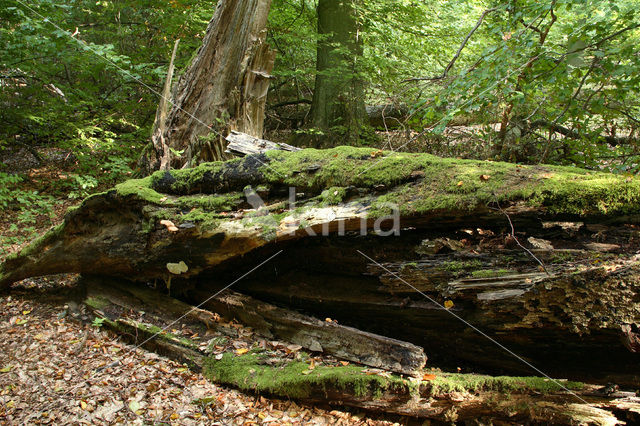 Beuk (Fagus spec.)