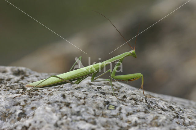 Bidsprinkhaan (Mantis reliogiosa)