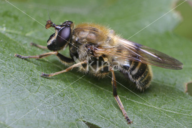 Bijwoudzwever (Criorhina asilica)