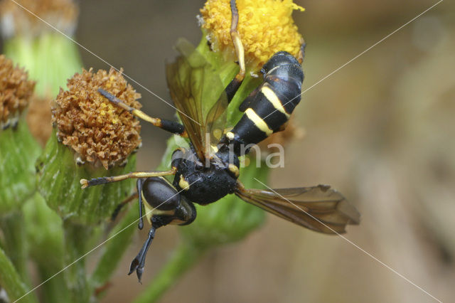 Blaaskopvlieg sp.