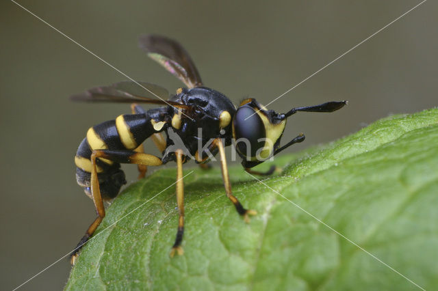 Blaaskopvlieg (Conops flavipes)