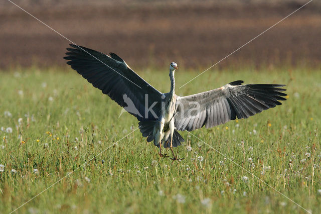 Blauwe Reiger (Ardea cinerea)