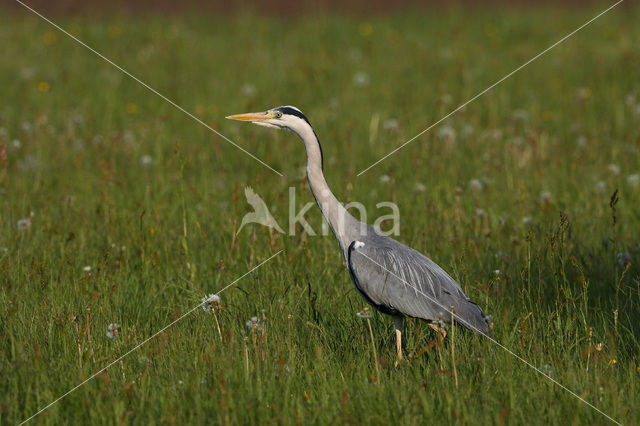 Blauwe Reiger (Ardea cinerea)