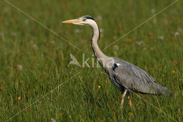 Blauwe Reiger (Ardea cinerea)