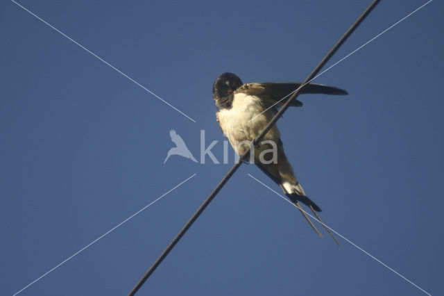 Boerenzwaluw (Hirundo rustica)