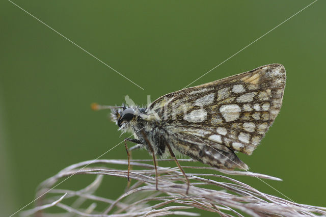 Bont dikkopje (Carterocephalus palaemon)