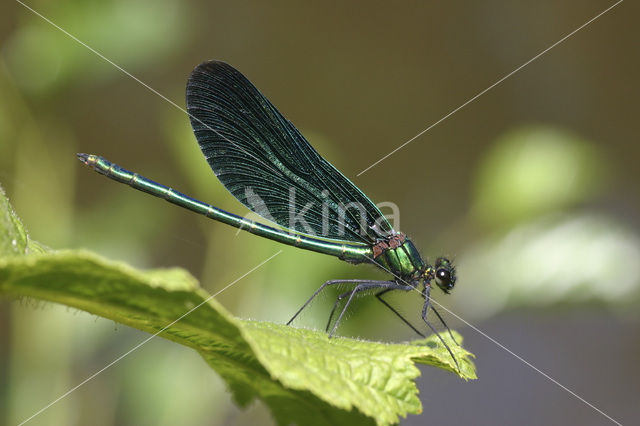 Bosbeekjuffer (Calopteryx virgo)