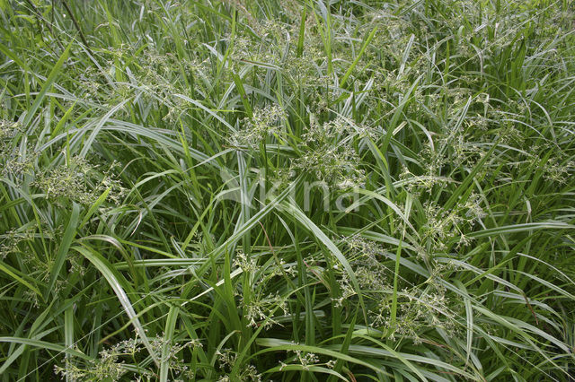 Bosbies (Scirpus sylvaticus)