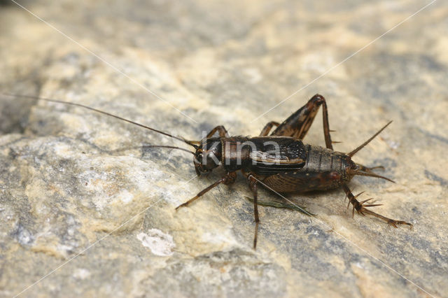 Wood-cricket (Nemobius sylvestris)