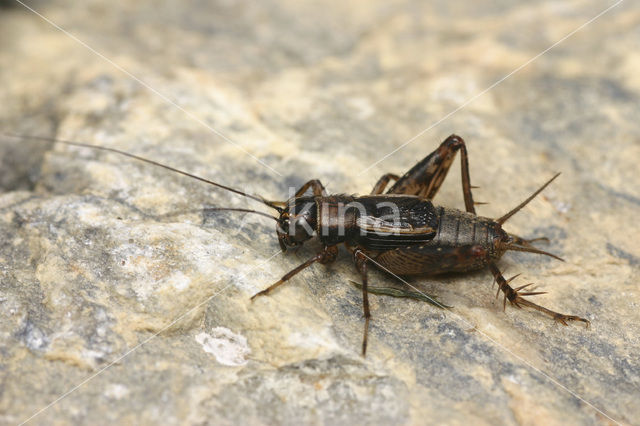 Boskrekel (Nemobius sylvestris)