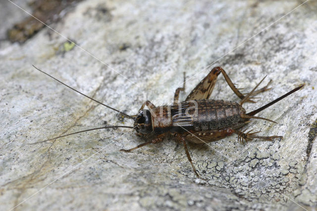 Boskrekel (Nemobius sylvestris)