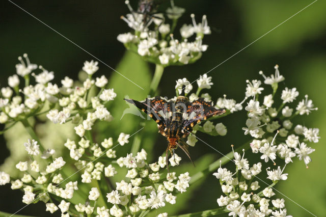 Bosrankvlinder (Thyris fenestrella)