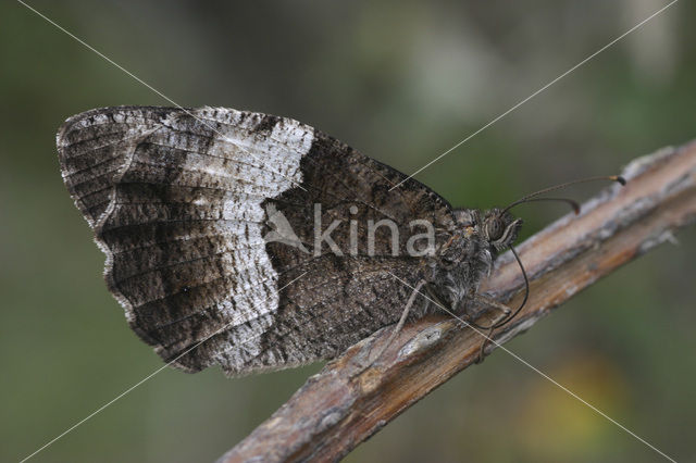 Boswachter sp. (Hipparchia alcyone / fagi)