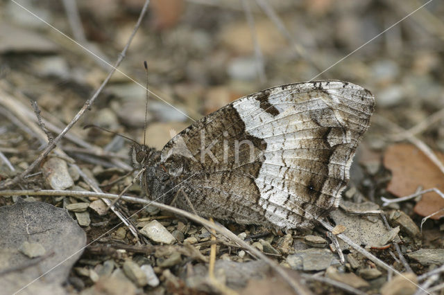 Boswachter sp. (Hipparchia alcyone / fagi)