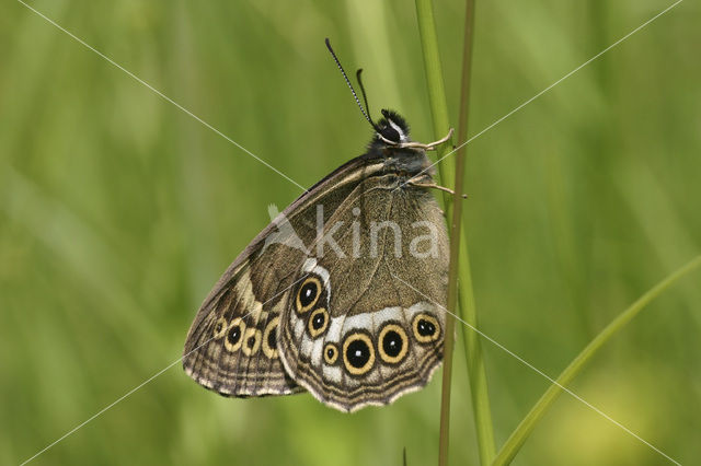 Woodland Brown (Lopinga achine)