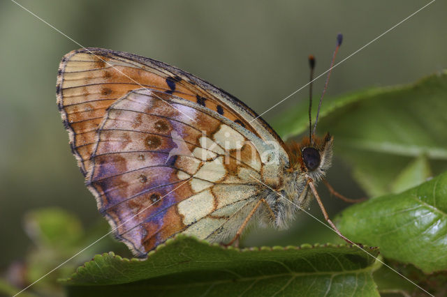 Braamparelmoervlinder (Brenthis daphne)