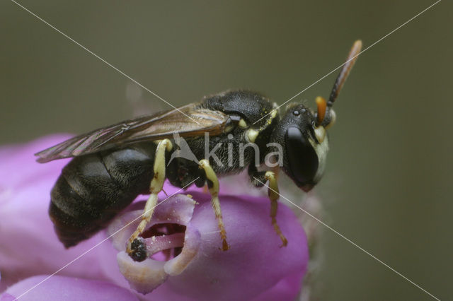 Brilmaskerbij (Hylaeus dilatatus)