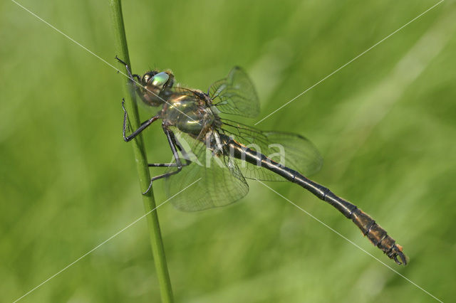 Bronslibel (Oxygastra curtisii)