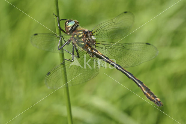 Bronslibel (Oxygastra curtisii)