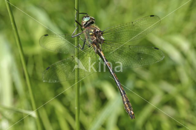 Bronslibel (Oxygastra curtisii)