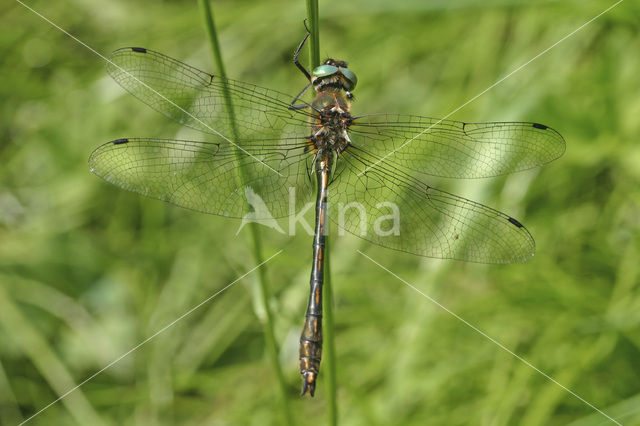 Bronslibel (Oxygastra curtisii)