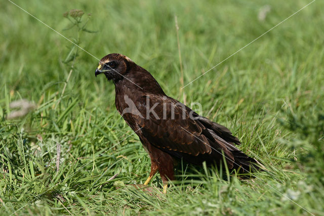 Bruine Kiekendief (Circus aeruginosus)