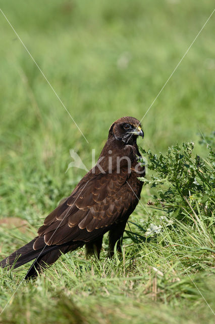 Bruine Kiekendief (Circus aeruginosus)