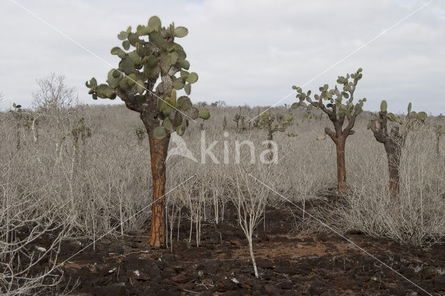 Cactus (Opuntia spec.)