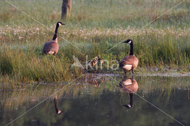 Canadese Gans (Branta canadensis)