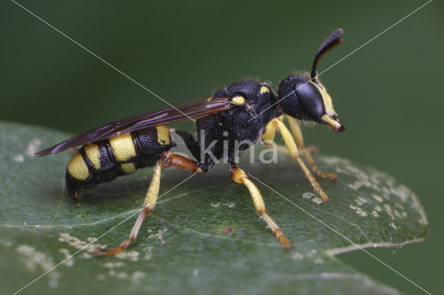 Cerceris cf. rybyensis