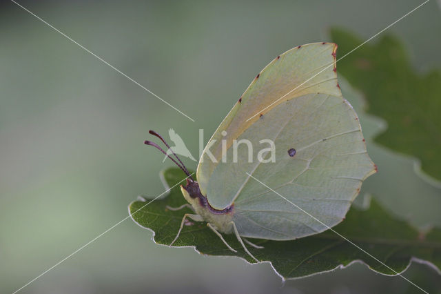 Cleopatra (Gonepteryx cleopatra)