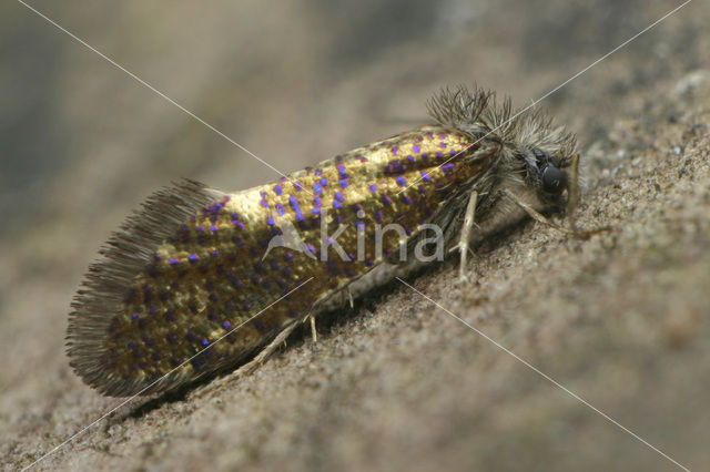 Common Oak Purple (Eriocrania subpurpurella)