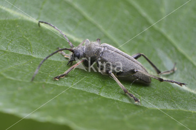 Cortodera holosericea