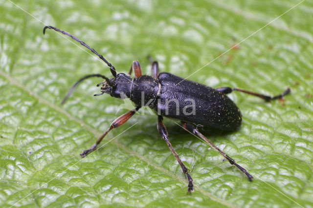 Cortodera villosa