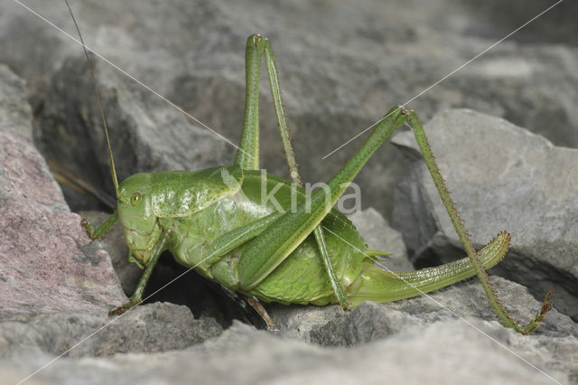 Dikbuiksprinkhaan (Polysarcus denticauda)