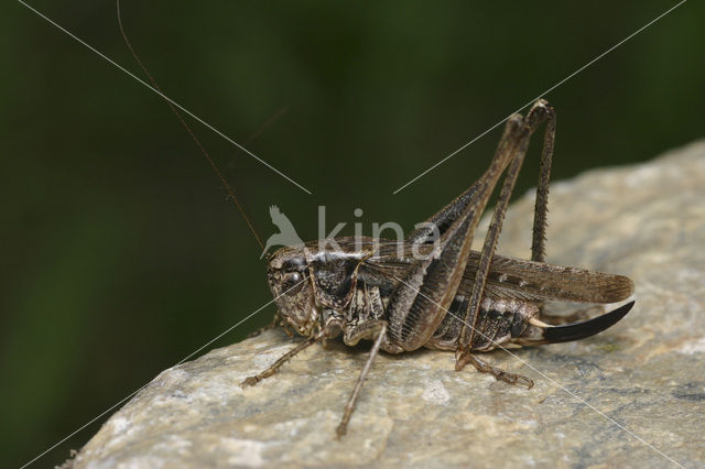 Dobbelsteensprinkhaan (Platycleis tessellata)