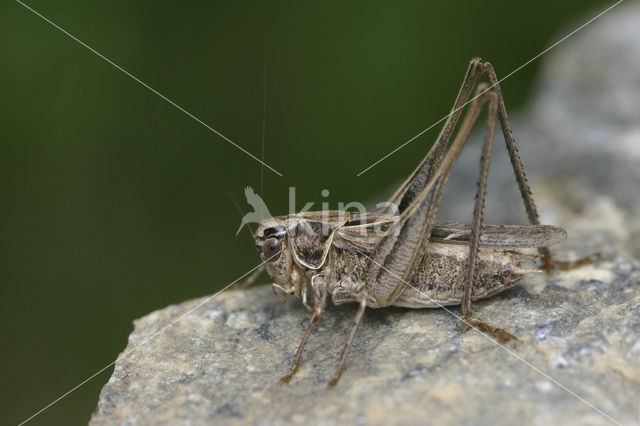 Brown-spotted Bush-cricket (Platycleis tessellata)