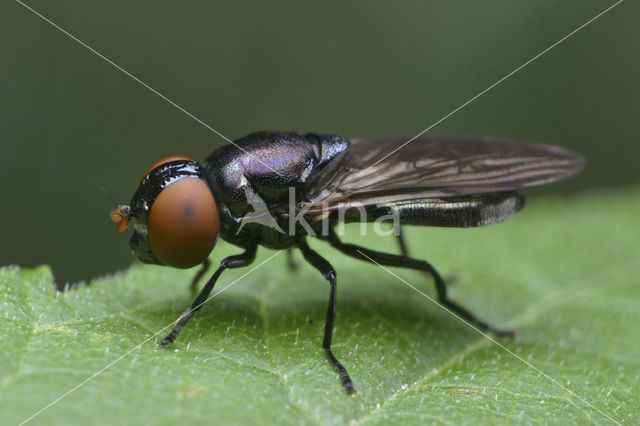 Donker doflijfje (Chrysogaster solstitialis)