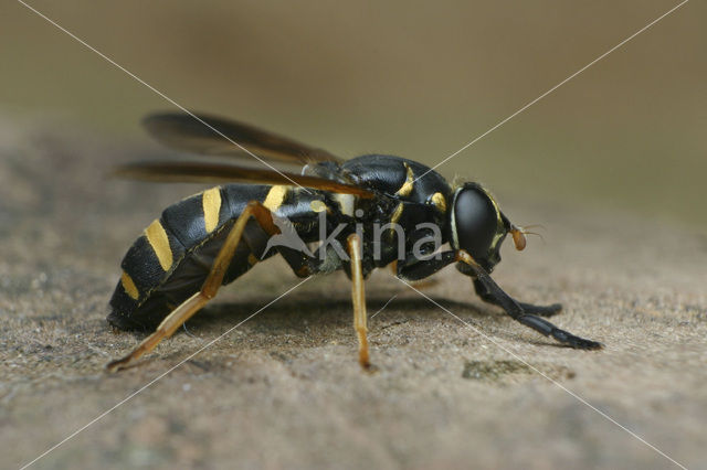 Donkere wespvlieg (Temnostoma bombylans)