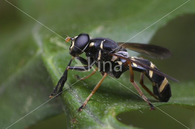 Donkere wespvlieg (Temnostoma bombylans)