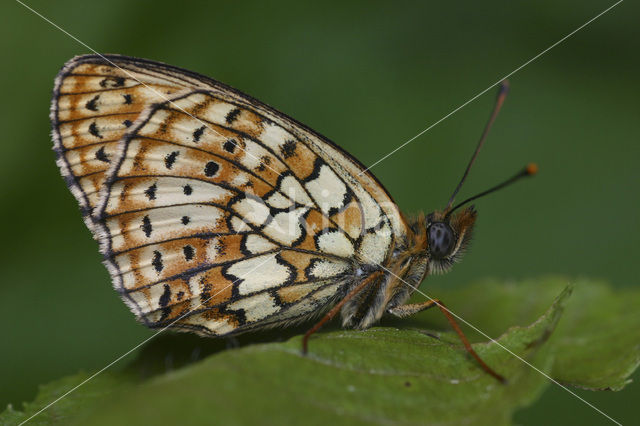 Dubbelstipparelmoervlinder (Brenthis hecate)