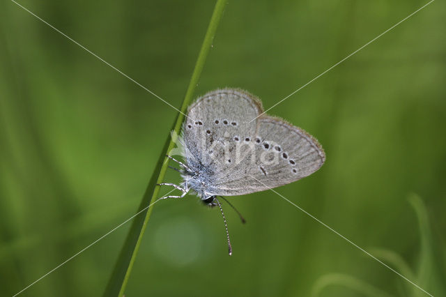 Dwergblauwtje (Cupido minimus)