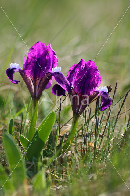 Dwerglis (Iris pumilla)