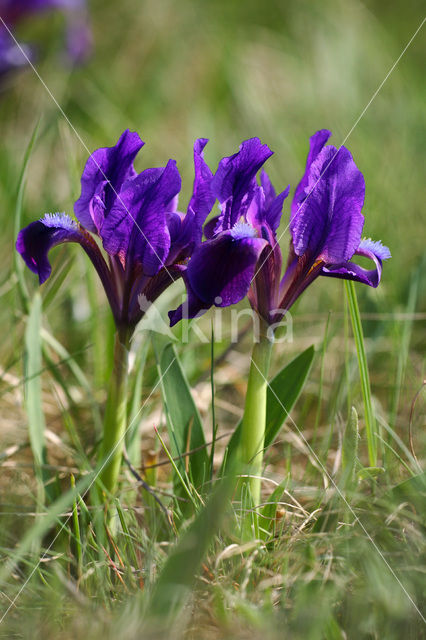 Dwerglis (Iris pumilla)