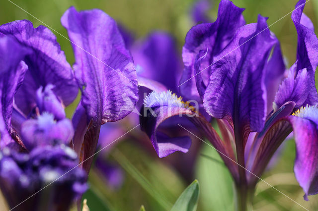 Dwerglis (Iris pumilla)