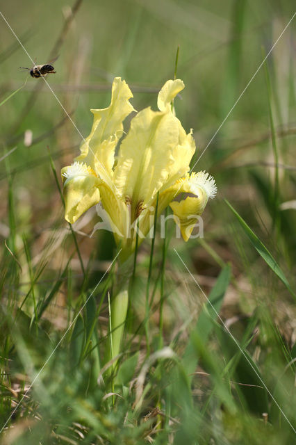 Dwerglis (Iris pumilla)