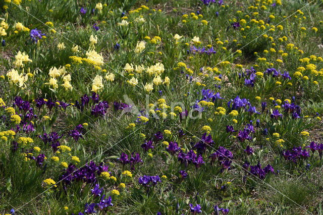 Dwerglis (Iris pumilla)