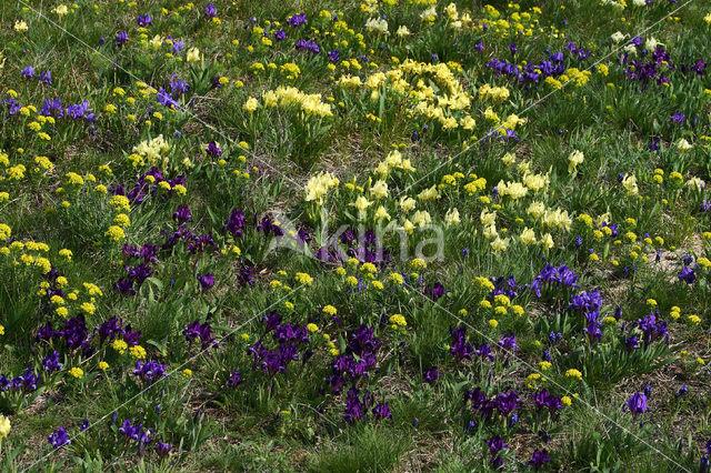 Dwerglis (Iris pumilla)