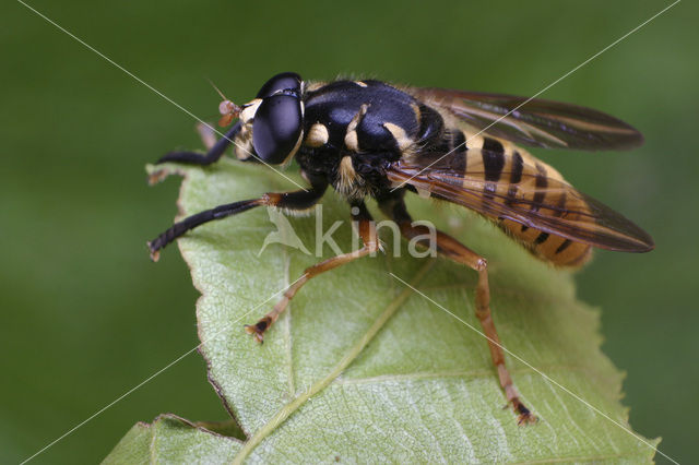 Echte wespvlieg (Temnostoma vespiforme)